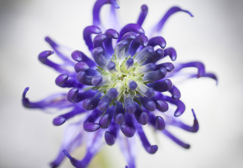 fleur-violette.A