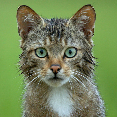 chat-sauvage-site