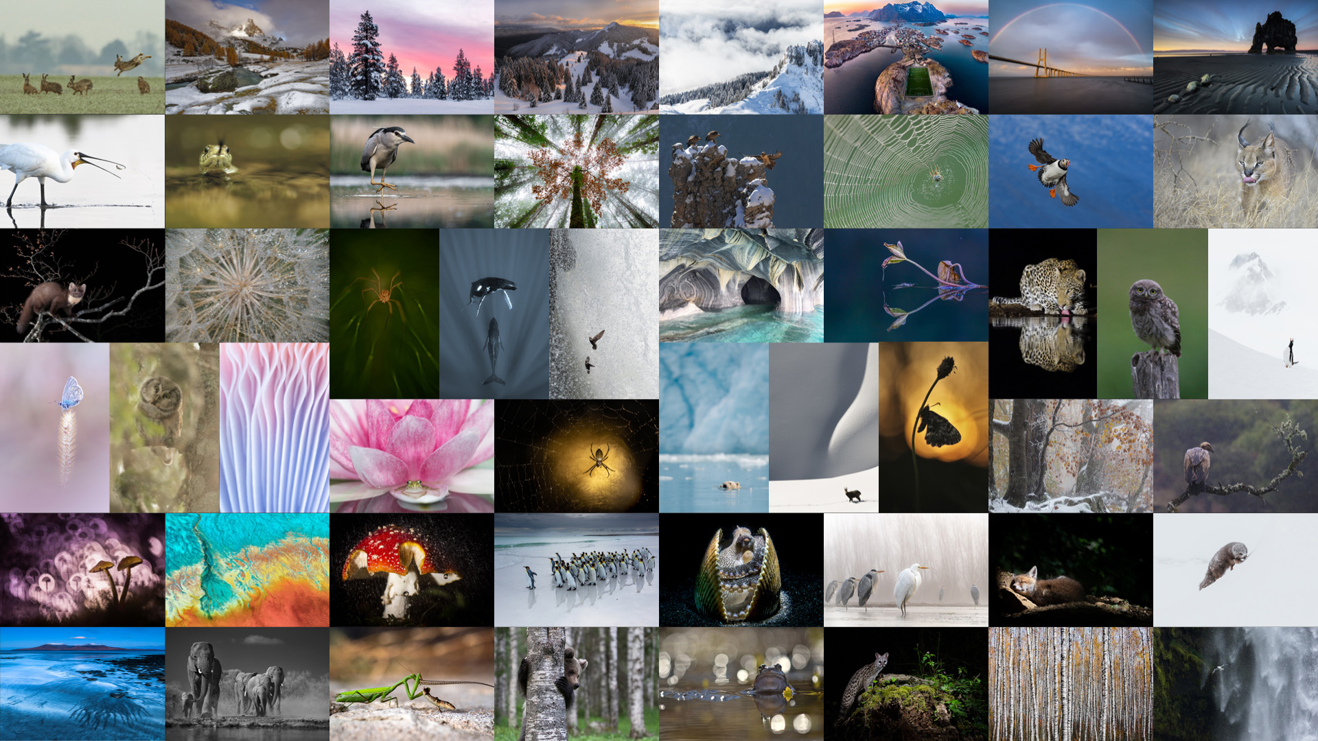 mosaique-concours-2020-1920×1080
