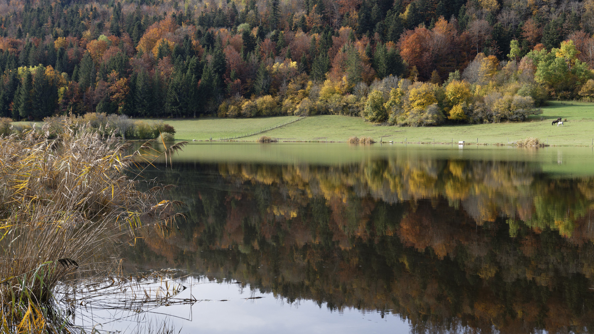 site-accueil-les-lesines1920-x1080-2020 Les Lésines 2020 Automne