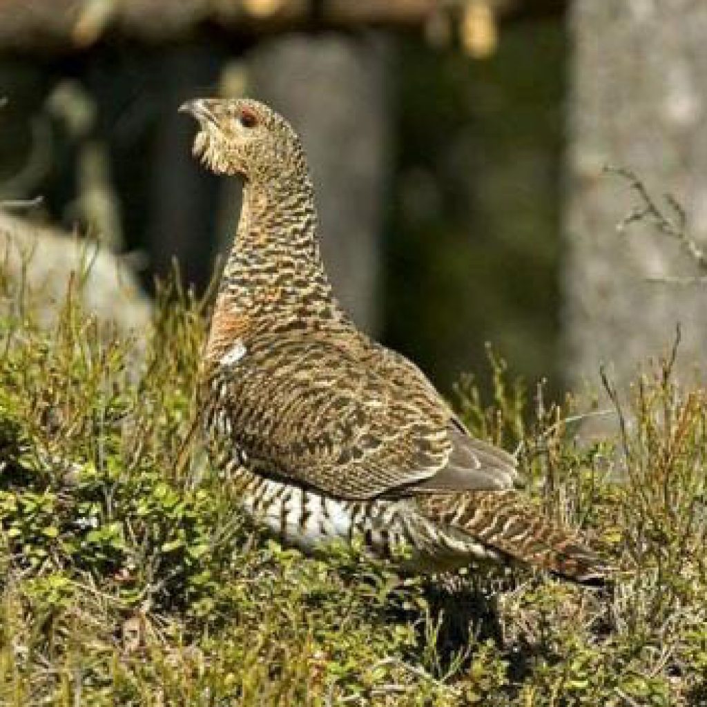 festival nature ain groupe tétras jura