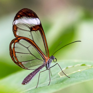 papillon-dumangin-jaky