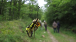 FNE - Sortie Papillons