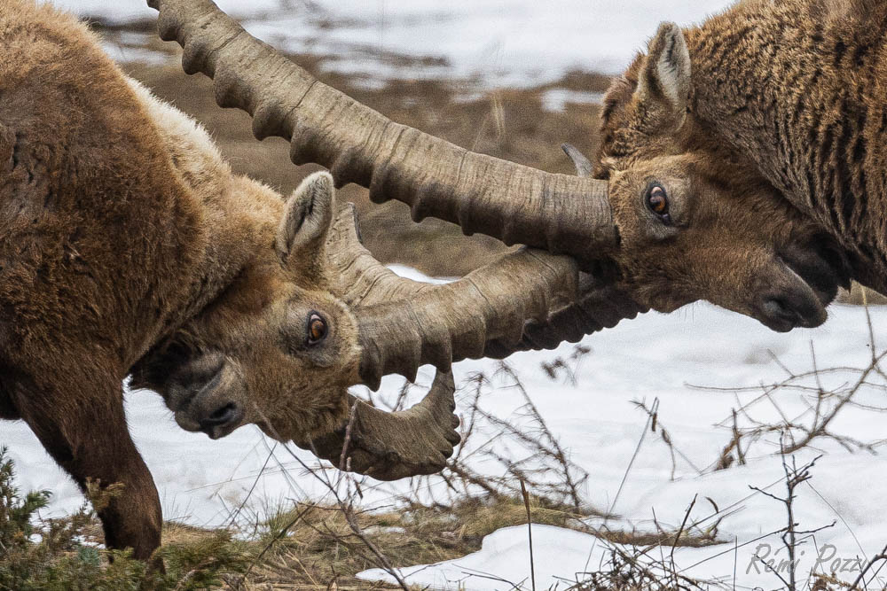 POZZI Rémi Photographe Grand Paradis 01