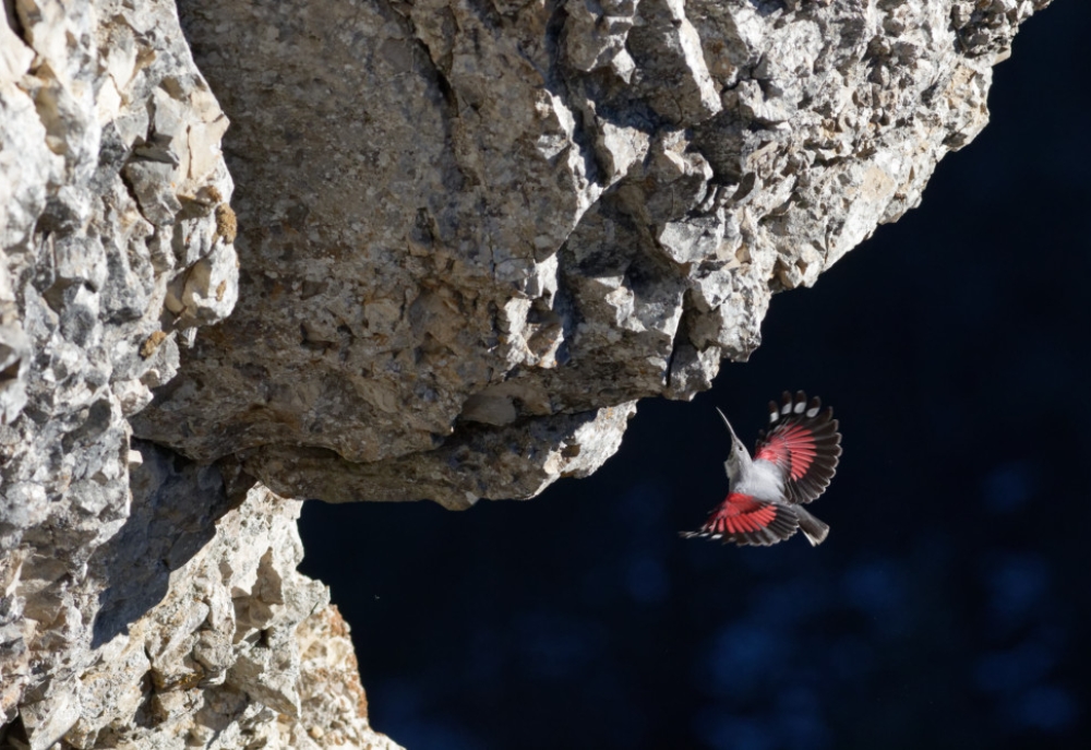 Annick Lardeau Tichodrome échelette