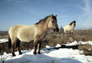 tarpan-marais-de-vaux-3