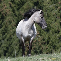 Inscription à la sortie :  Découverte des Tarpans du Bugey